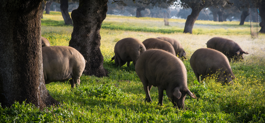 pigs at the dehesas