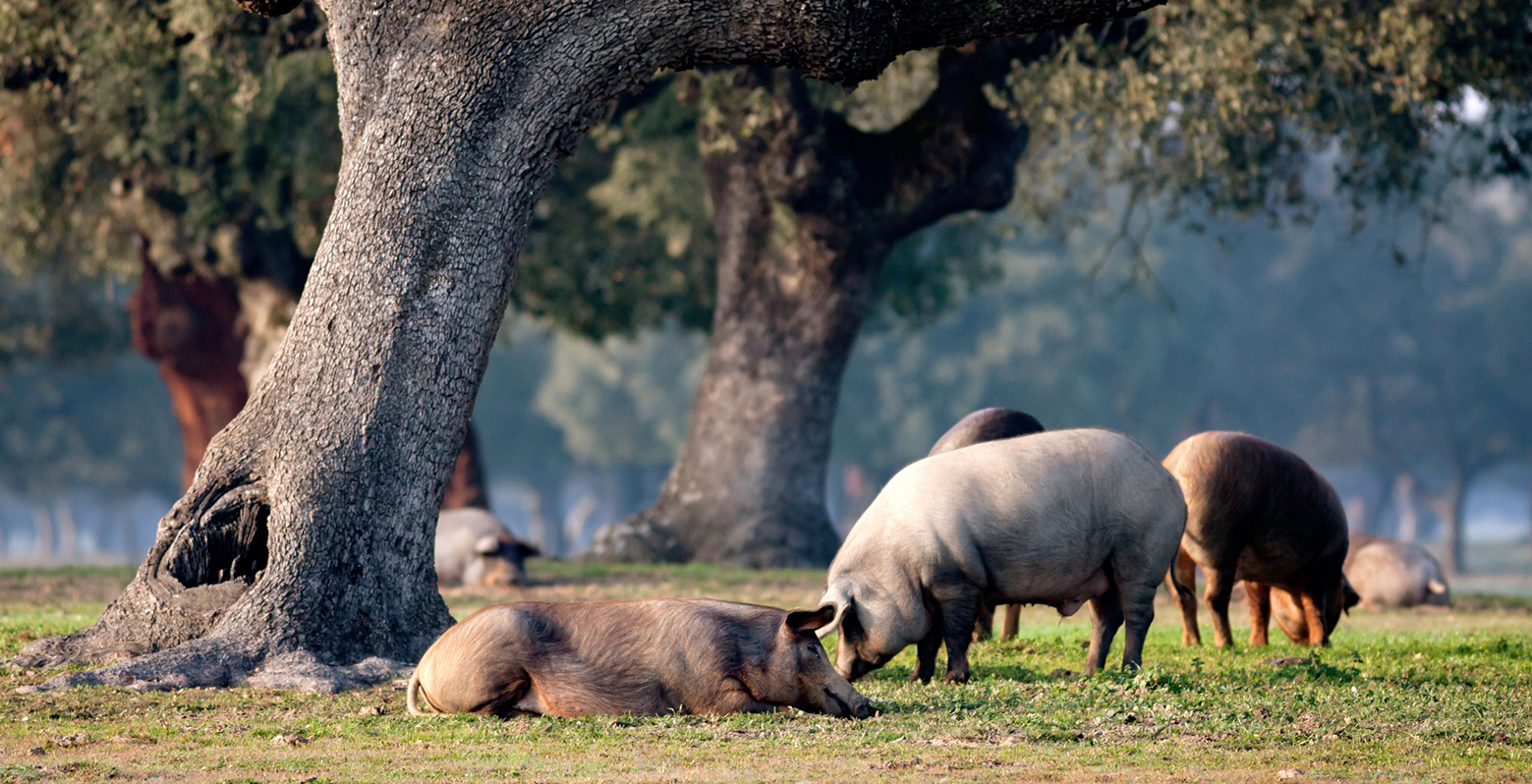 pigs at the Dehesa
